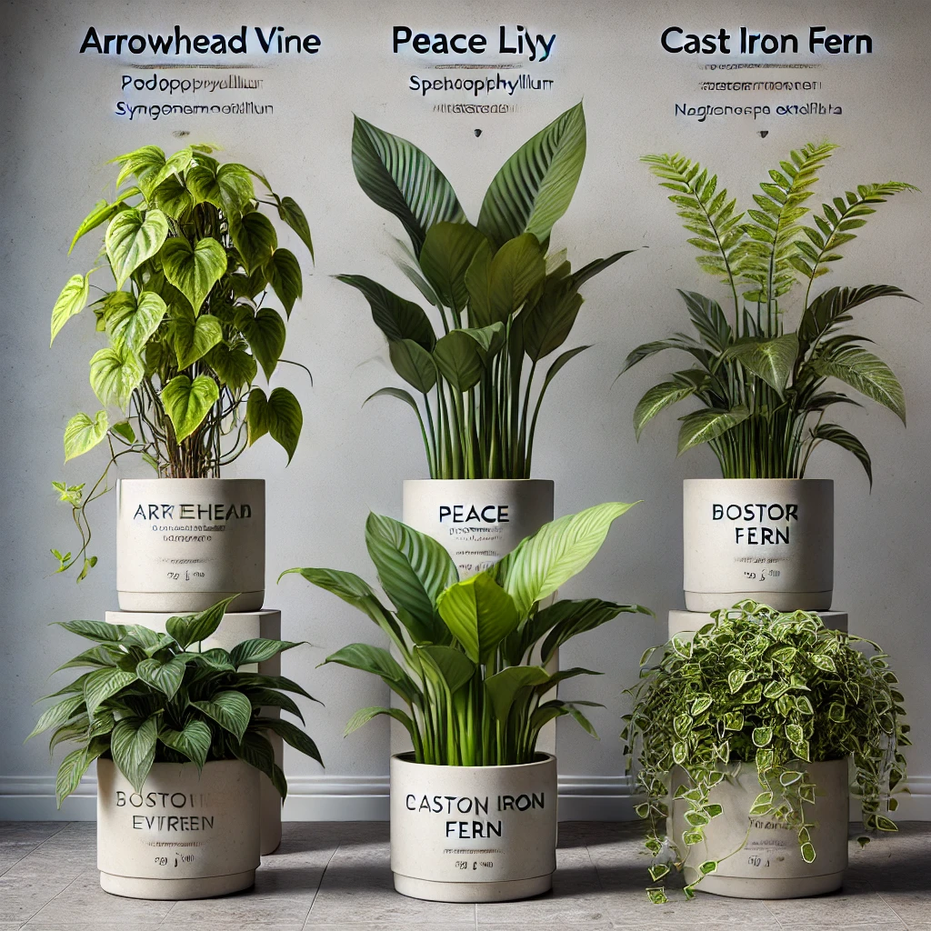 Fast-Growing Houseplants