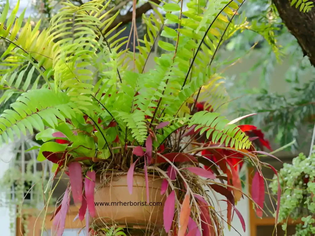 Boston Fern Hanging Plants