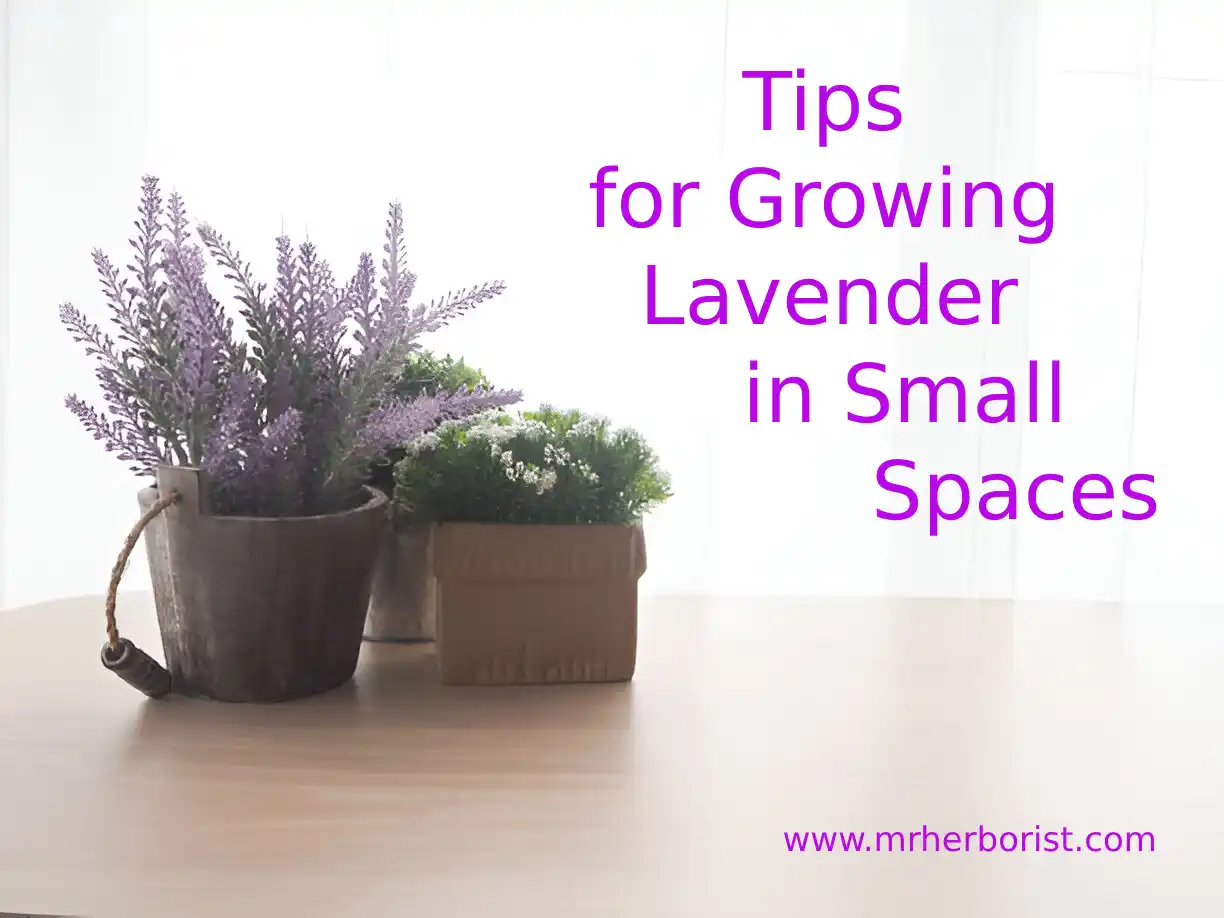 tips for growing lavender in small spaces