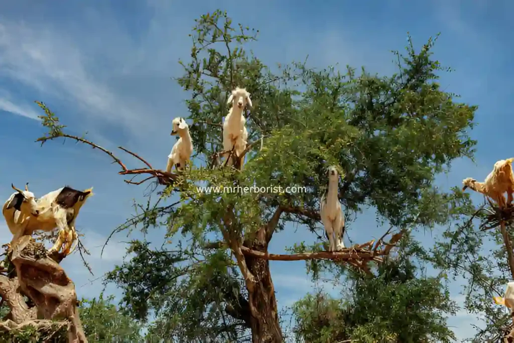 Argan Oil from Morocco