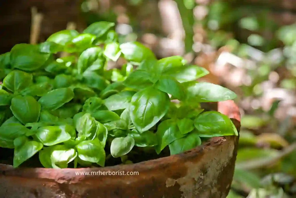 Easy Aromatic Plants