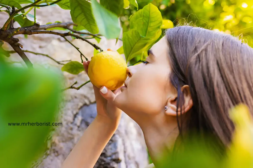 lemon tree indoor