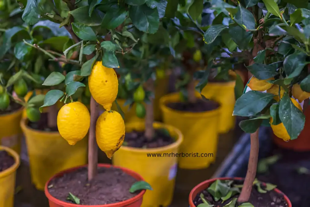 growing lemon tree