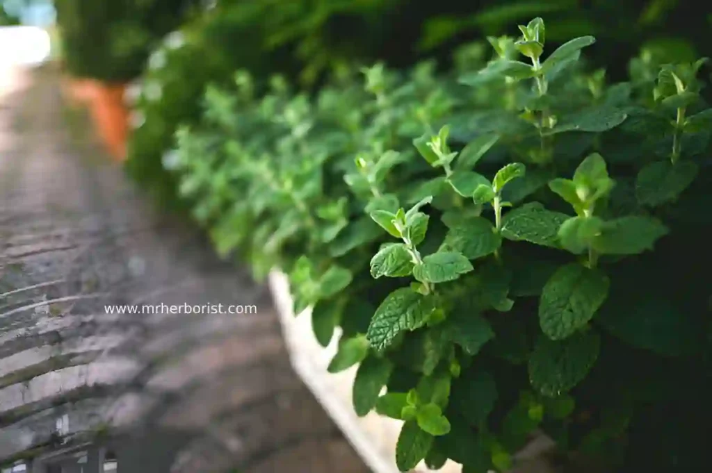 mint Easy Aromatic Plants