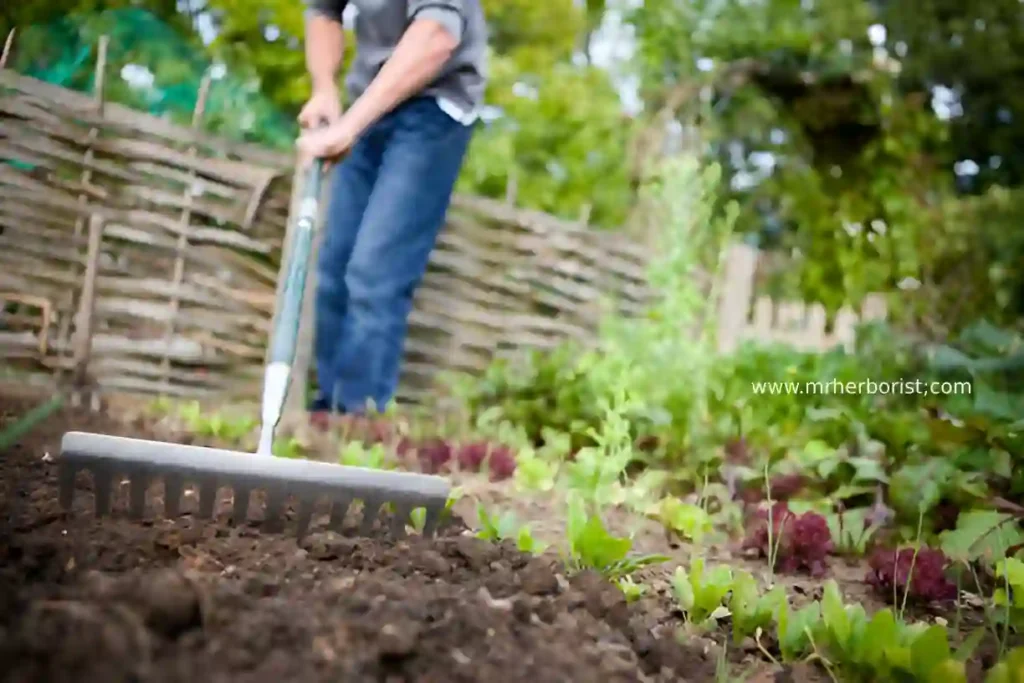 herb garden ideas