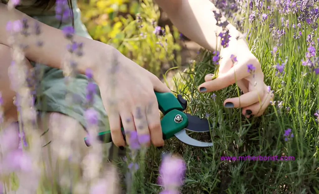 purning lavender